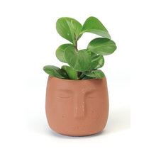 Load image into Gallery viewer, Rust Face Terracotta Planter - Medium
